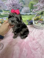 Trendy’s Tiny  Pink Girl Blue eye, a female Schnoodle for sale in Eatonton, GA – 2 of 9