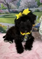 Trendy’s Yellow Girl, a female Schnoodle for sale in Eatonton, GA – 4 of 10