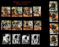 Peaches Blue Boy, a male Maltipoo for sale in Eatonton, GA – 5 of 5