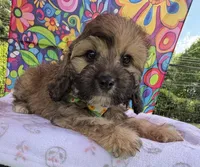Peaches’ Green Boy, a male Cavapoo for sale in Eatonton, GA – Photo 8 of 10