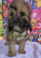 Peaches’ Green Boy, a male Cavapoo for sale in Eatonton, GA – Photo 2 of 10