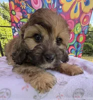 Peaches’ Green Boy, a male Cavapoo for sale in Eatonton, GA – Photo 10 of 10