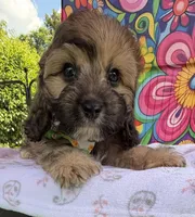 Peaches’ Green Boy, a male Cavapoo for sale in Eatonton, GA – Photo 5 of 10