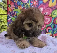 Peaches’ Green Boy, a male Cavapoo for sale in Eatonton, GA – Photo 3 of 10