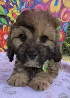 Peaches’ Green Boy, a male Cavapoo for sale in Eatonton, GA – Photo 4 of 10