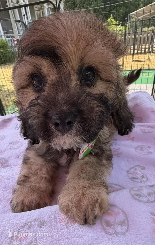 Peaches’ Green Boy – Cavapoo puppy for sale in Eatonton, GA