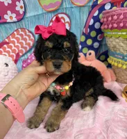 Bernie’s Black/Tan Girl, a female Miniature Bernedoodle for sale in Eatonton, GA – 6 of 8