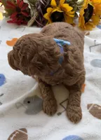 Shirley’s Blue Boy, a male Miniature Goldendoodle for sale in Eatonton, GA – 9 of 9
