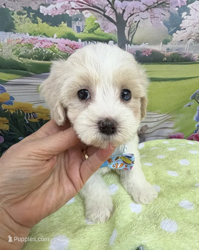 Jellybean’s Apricot/White Boy (blue in eye) – Maltipoo puppy for sale in Eatonton, GA