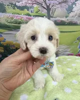 Jellybean’s Apricot/White Boy (blue in eye), a male Maltipoo for sale in Eatonton, GA – 1 of 10