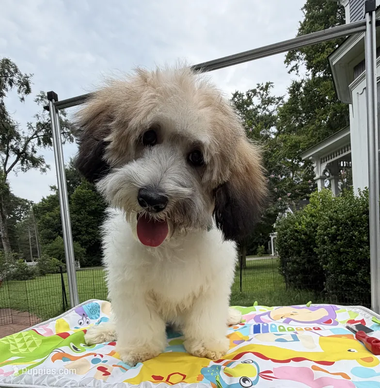 Niko – Cavapoo puppy for sale in Eatonton, GA