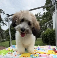 Niko, a male Cavapoo for sale in Eatonton, GA – 1 of 5