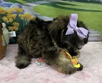 Trendy’s Purple Girl, a female Schnoodle for sale in Eatonton, GA – 5 of 9
