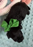 Jellybean’s Black Boy, a male Maltipoo for sale in Eatonton, GA – 2 of 9