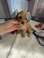 Autumn’s Red Boy w/ Video, a male Cavapoo for sale in Eatonton, GA – Photo 5 of 5