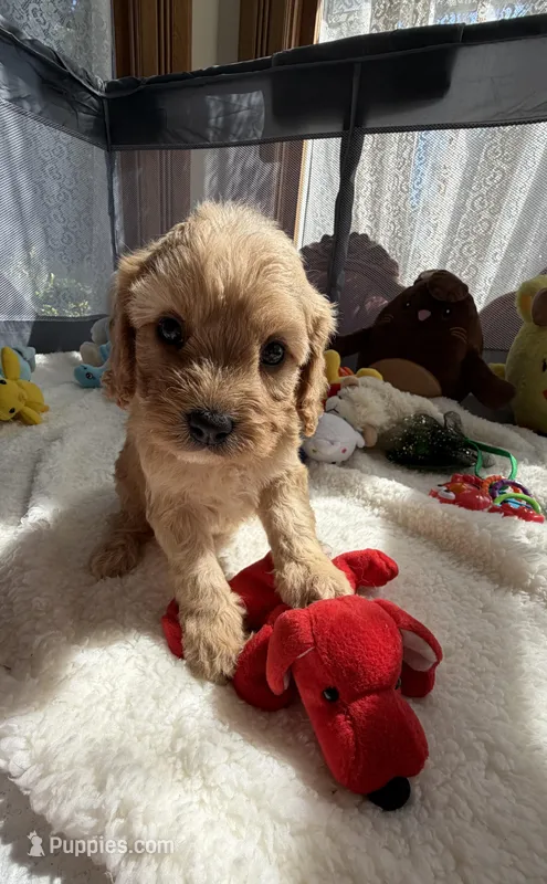 Autumn’s Red Boy w/ Video – Cavapoo puppy for sale in Eatonton, GA