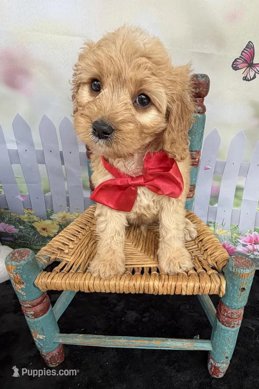 Autumn’s Red Boy w/ Video – Cavapoo puppy for sale in Eatonton, GA