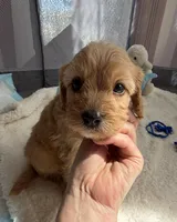 Autumn’s Red Boy w/ Video, a male Cavapoo for sale in Eatonton, GA – Photo 3 of 5