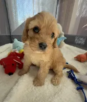 Autumn’s Red Boy w/ Video, a male Cavapoo for sale in Eatonton, GA – Photo 2 of 5