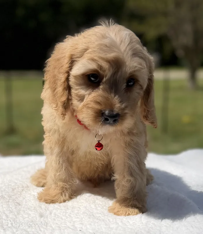 Autumn’s Red Boy w/ Video – Cavapoo puppy for sale in Eatonton, GA