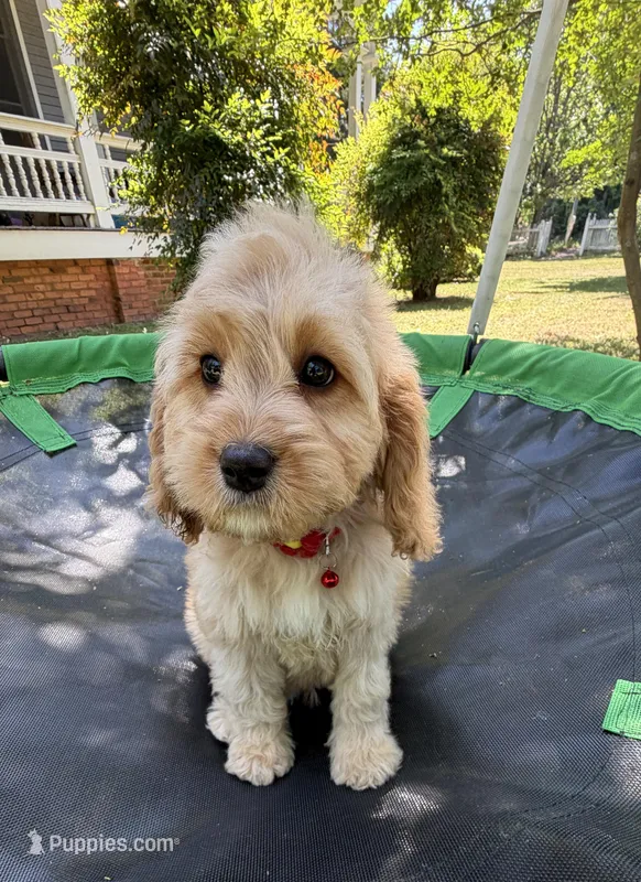 Autumn’s Red Boy w/ Video – Cavapoo puppy on hold in Eatonton, GA