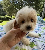 Hailey’s Tiny Blue , a female Cavapoo for sale in Eatonton, GA – 5 of 8