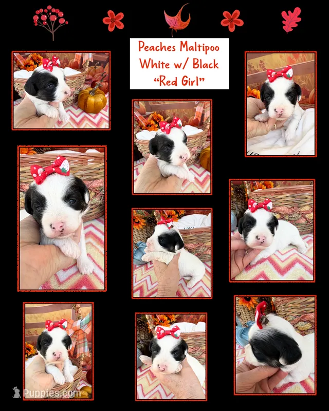 Peaches Red Girl – Maltipoo puppy for sale in Eatonton, GA