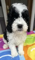 Hailey’s Orange Boy, a male Cavapoo for sale in Eatonton, GA – 7 of 10