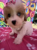 Dolly’s Red Merle Parti Blue Eye, a female Maltipoo for sale in Eatonton, GA – 8 of 8