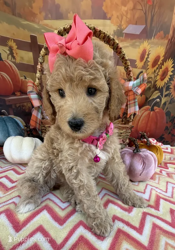 Shirley’s Pink Girl – Miniature Goldendoodle puppy for sale in Eatonton, GA