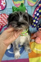 Trendy’s Green Girl Blue Eye, a female Schnoodle for sale in Eatonton, GA – 2 of 7