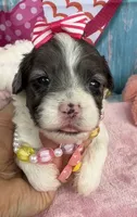 Jellybean’s Blue Merle Girl, a female Maltipoo for sale in Eatonton, GA – 6 of 9