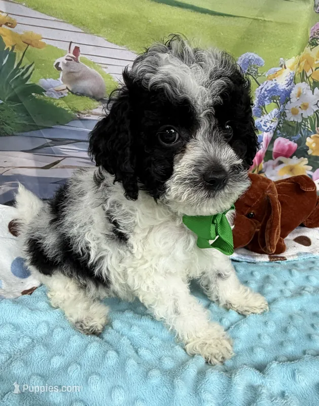 Hailey’s Green Boy – Cavapoo puppy for sale in Eatonton, GA