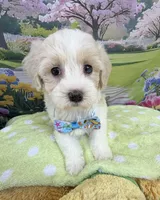 Jellybean’s Apricot/White Boy (blue in eye), a male Maltipoo for sale in Eatonton, GA – 7 of 10