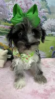 Trendy’s Green Girl Blue Eye, a female Schnoodle for sale in Eatonton, GA – 6 of 10