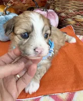 Peaches Blue Boy with Blue Eyes, a male Maltipoo for sale in Eatonton, GA – 2 of 9