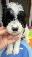 Hailey’s Orange Boy, a male Cavapoo for sale in Eatonton, GA – 3 of 10