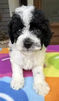 Hailey’s Green Boy, a male Cavapoo for sale in Eatonton, GA – 7 of 10