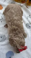 Shirley’s Purple Girl, a female Miniature Goldendoodle for sale in Eatonton, GA – 4 of 6