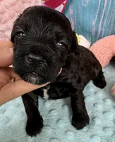 Jellybean’s Black/Sable Boy, a male Maltipoo for sale in Eatonton, GA – 1 of 9