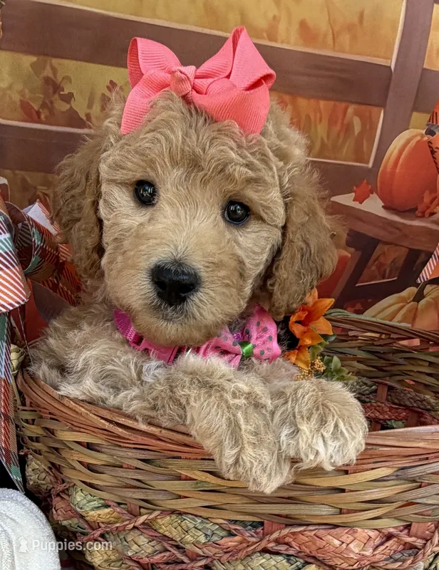 Shirley’s Pink Girl – Miniature Goldendoodle puppy for sale in Eatonton, GA
