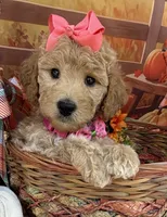 Shirley’s Pink Girl, a female Miniature Goldendoodle for sale in Eatonton, GA – 1 of 7