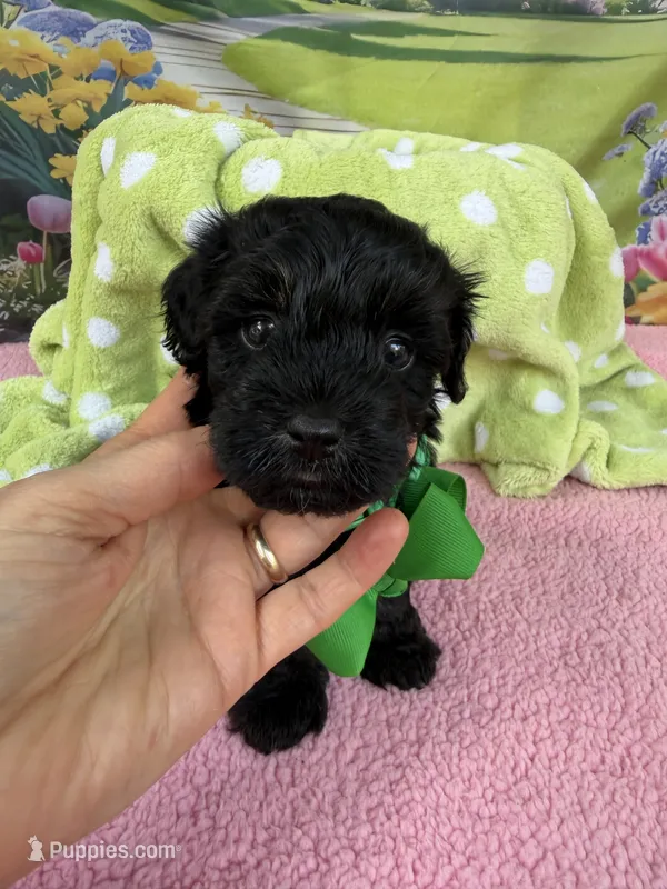 Jellybean’s Black/Sable Boy – Maltipoo puppy for sale in Eatonton, GA