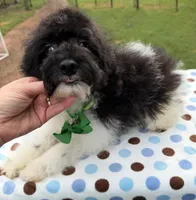 Hailey’s Green Boy, a male Cavapoo for sale in Eatonton, GA – 6 of 8