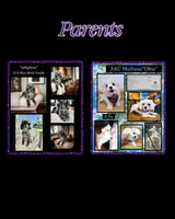 Jellybean’s Bl/Wh Parti, a female Maltipoo for sale in Eatonton, GA – 9 of 9