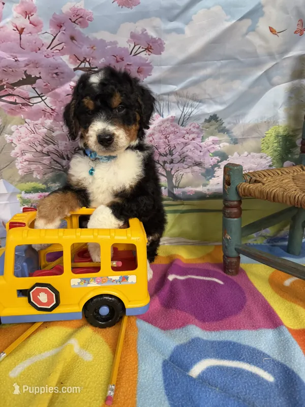 Bernie’s Tri Boy – Miniature Bernedoodle puppy for sale in Eatonton, GA