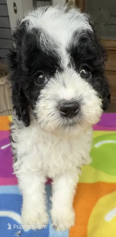 Hailey’s Orange Boy – Cavapoo puppy for sale in Eatonton, GA