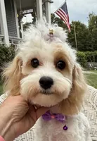 Katy’s Cavapoo Girl, a female Cavapoo for sale in Eatonton, GA – 2 of 6