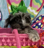 Trendy’s Green Girl Blue Eye, a female Schnoodle for sale in Eatonton, GA – 4 of 7