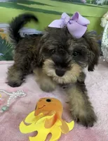 Trendy’s Purple Girl, a female Schnoodle for sale in Eatonton, GA – 2 of 9